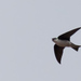 Golden Swallow - Photo (c) Pedro Genaro Rodriguez, some rights reserved (CC BY-NC), uploaded by Pedro Genaro Rodriguez
