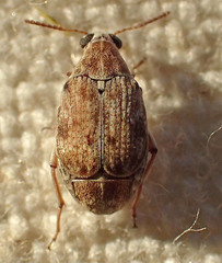 Algarobius
