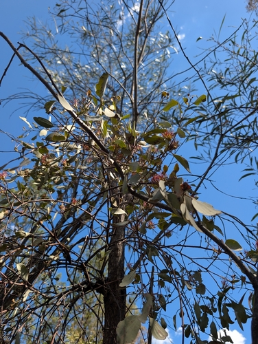 grey mistletoe