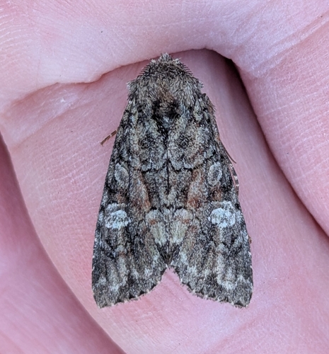 Wandering Brocade Moth