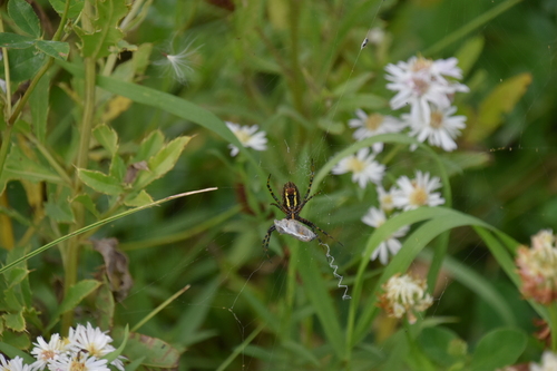 Banded Garden Spider