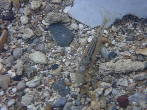 Yellow Nose Shrimp