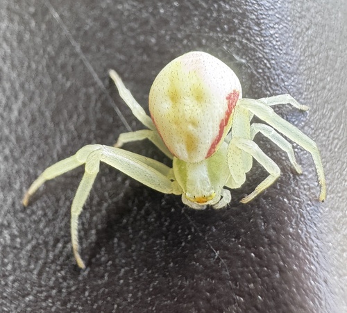 Goldenrod Crab Spider