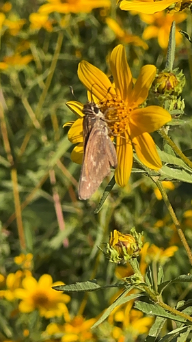 Huron Skipper