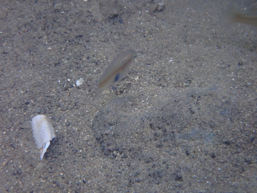 Wray's Gambusia