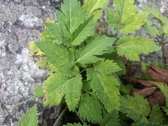 Angelica triquinata, photograph author not stated, no rights reserved