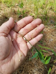 Dichanthelium ravenelii