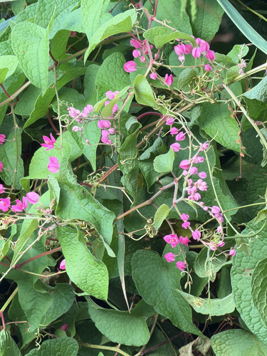 Antigonon leptopus observed 2026-08-07