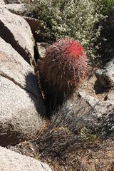 Ferocactus gracilis