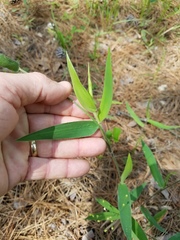 Dichanthelium ravenelii