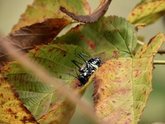 Scaphura elegans