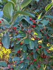 Cotoneaster glaucophyllus