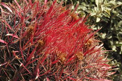 Ferocactus gracilis