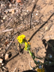 Amsinckia spectabilis