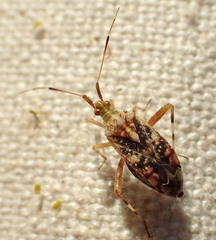 Neurocolpus arizonae