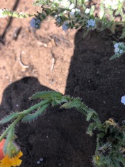 Amsinckia spectabilis