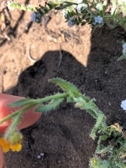 Amsinckia spectabilis