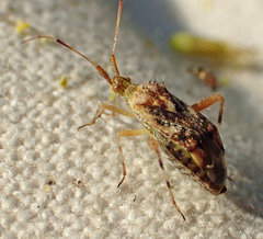 Neurocolpus arizonae