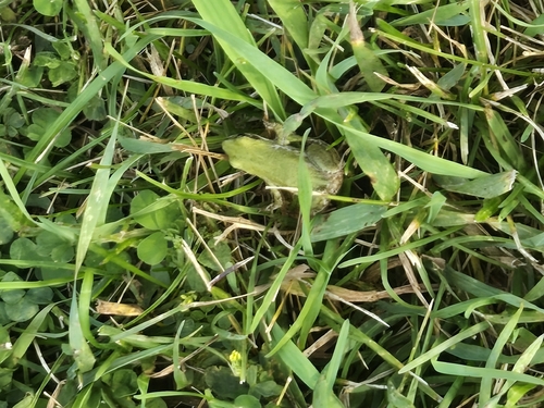 Boreal Chorus Frog