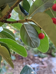 Cotoneaster glaucophyllus