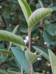 Cotoneaster glaucophyllus