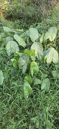 Sagittifolia group