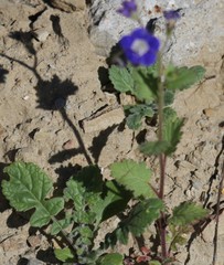 Phacelia viscida viscida