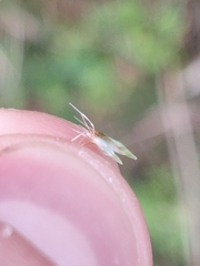 Rytidosperma racemosum
