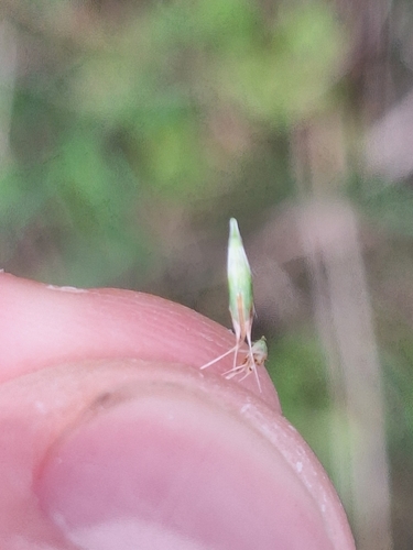Rytidosperma racemosum, photograph 2