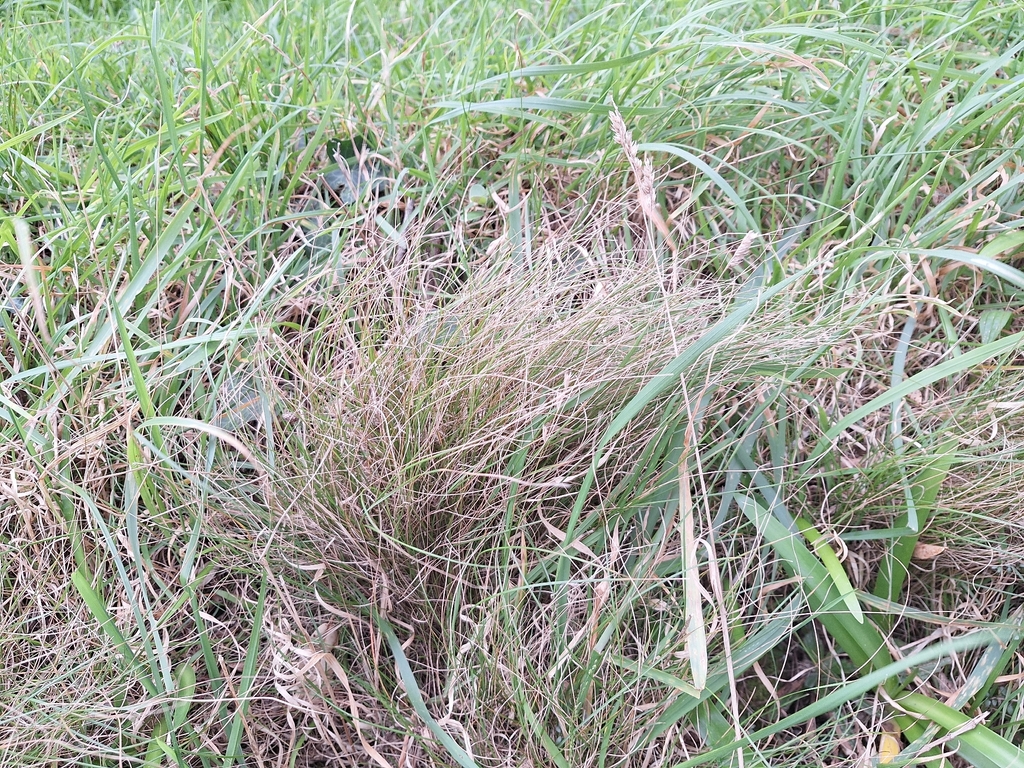 Rytidosperma racemosum; photograph (c) Joe Dillon, some rights reserved (CC BY)