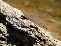 Oxyagrion rubidum