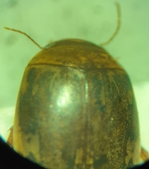 Laccophilus maculosus