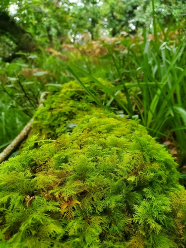 Common Tamarisk-moss
