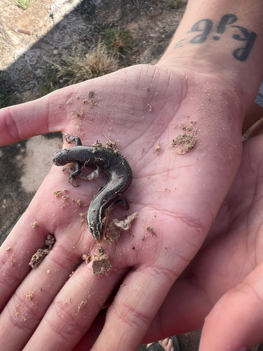 Four-lined Skink