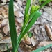 Carex flaccosperma - Photo 由 Eric Keith 所上傳的 (c) Eric Keith，保留部份權利CC BY-NC