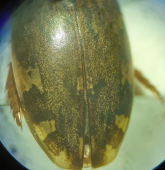 Laccophilus maculosus