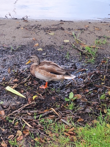 Mallard