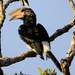 Trumpeter Hornbill - Photo (c) Ian White, some rights reserved (CC BY-NC-SA)
