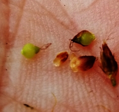 Rhynchospora globularis