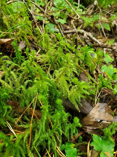 rough goose neck moss
