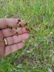 Rhynchospora globularis