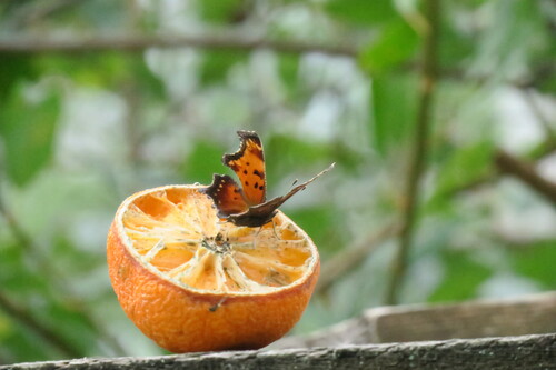 Gray Comma