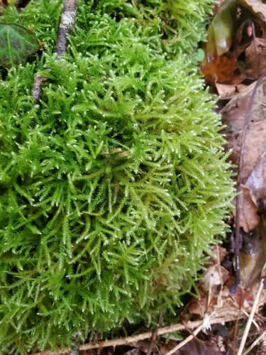Common Striated Feather-moss