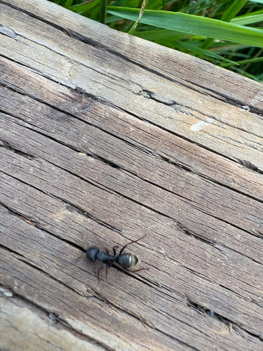 iNaturalist observation photo of Western Black Carpenter Ant