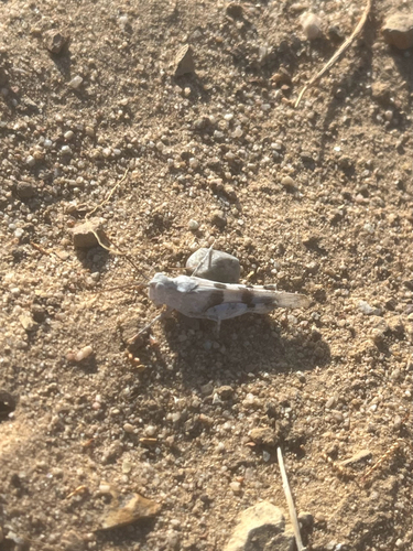 Strenuous Grasshopper