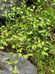 Vaccinium scoparium, photograph (c) Jake Anderson, some rights reserved (CC BY)