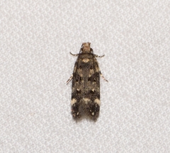 Chionodes emptor