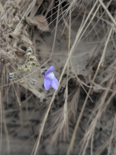 Sairocarpus nuttallianus, photograph 3