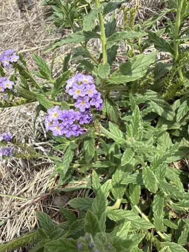 Heliotropium amplexicaule observed 2026-09-06