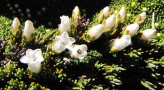 Dracophyllum muscoides